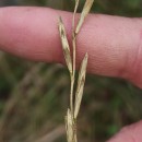 Brachypodium pinnatum (L.) Beauv.Brachypodium pinnatum (L.) Beauv.