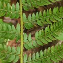 Polystichum setiferum (Forssk.) Woyn.Polystichum setiferum (Forssk.) Woyn.