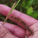 Carex laevigata Sm.Carex laevigata Sm.