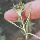 Gnaphalium uliginosum L.Gnaphalium uliginosum L.