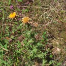 Carlina hispanica Lam. subsp. hispanica .Carlina hispanica Lam. subsp. hispanica .