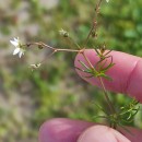 Spergula arvensis L.Spergula arvensis L.