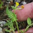 Ornithopus compressus L.Ornithopus compressus L.