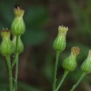 Erigeron sumatrensis Retz.Erigeron sumatrensis Retz.