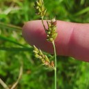 Echinochloa crus-galli (L.) Beauv.Echinochloa crus-galli (L.) Beauv.