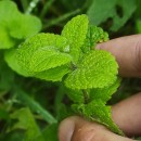 Mentha suaveolens Ehrh.Mentha suaveolens Ehrh.