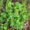Astragalus glycyphyllos L.Astragalus glycyphyllos L.