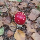 Amanita muscaria (L.) Lam. 1783Amanita muscaria (L.) Lam. 1783