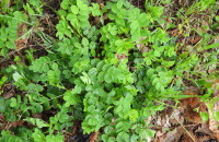 Astragalus glycyphyllos L.Astragalus glycyphyllos L.