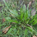 Plantago lanceolata L.Plantago lanceolata L.