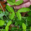 Laserpitium latifolium L. subsp. merinoi P. Monts.Laserpitium latifolium L. subsp. merinoi P. Monts.