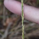 Molinia caerulea (L.) MoenchMolinia caerulea (L.) Moench