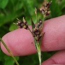 Luzula multiflora (Ehrh.) Lej.Luzula multiflora (Ehrh.) Lej.