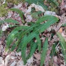 Struthiopteris spicant (L.) Weiss var. spicant .Struthiopteris spicant (L.) Weiss var. spicant .