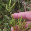 Erica erigena R. Ross R.RossErica erigena R. Ross R.Ross