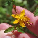 Hypericum undulatum Schousb. ex Willd.Hypericum undulatum Schousb. ex Willd.