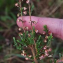 Calluna vulgaris (L.) HullCalluna vulgaris (L.) Hull