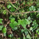 Hedera canariensis Willd.Hedera canariensis Willd.