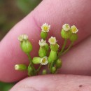 Erigeron canadensis L.Erigeron canadensis L.
