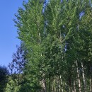 Populus nigra L.Populus nigra L.