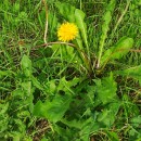 Taraxacum longifrons G.E. HaglundTaraxacum longifrons G.E. Haglund