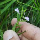 Scutellaria minor Huds.Scutellaria minor Huds.