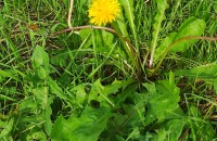 Taraxacum longifrons G.E. HaglundTaraxacum longifrons G.E. Haglund