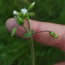 Cerastium fontanum Baumg. subsp. vulgare (Hartm.) Greuter & BurdetCerastium fontanum Baumg. subsp. vulgare (Hartm.) Greuter & Burdet