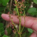 Rumex acetosa L. subsp. acetosaRumex acetosa L. subsp. acetosa