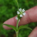 Cerastium fontanum Baumg. subsp. vulgare (Hartm.) Greuter & BurdetCerastium fontanum Baumg. subsp. vulgare (Hartm.) Greuter & Burdet