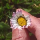 Bellis perennis L.Bellis perennis L.