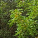 Ailanthus altissima (Mill.) SwingleAilanthus altissima (Mill.) Swingle