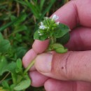 Cerastium glomeratum Thuill.Cerastium glomeratum Thuill.