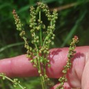 Rumex acetosa L. subsp. acetosaRumex acetosa L. subsp. acetosa