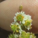 Sesamoides suffruticosa (Lange) KuntzeSesamoides suffruticosa (Lange) Kuntze