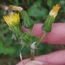 Sonchus oleraceus L.Sonchus oleraceus L.