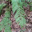 Dryopteris filix-mas (L.) SchottDryopteris filix-mas (L.) Schott