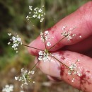 Conopodium majus (Gouan) LoretConopodium majus (Gouan) Loret