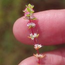 Illecebrum verticillatum L.Illecebrum verticillatum L.