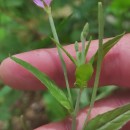 Epilobium obscurum Schreb.Epilobium obscurum Schreb.
