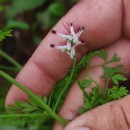 Fumaria capreolata L.Fumaria capreolata L.