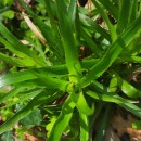 Luzula sylvatica (Huds.) Gaudin subsp. henriquesii (Degen) P. SilvaLuzula sylvatica (Huds.) Gaudin subsp. henriquesii (Degen) P. Silva