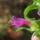 Echium rosulatum LangeEchium rosulatum Lange