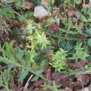 Lysimachia linum-stellatum L.Lysimachia linum-stellatum L.