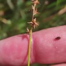 Carex echinata MurrayCarex echinata Murray