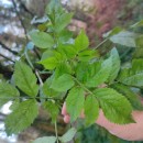 Sambucus nigra L.Sambucus nigra L.