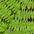 Athyrium filix-femina (L.) RothAthyrium filix-femina (L.) Roth