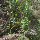Betula celtiberica Rothm. & Vasc.Betula celtiberica Rothm. & Vasc.