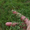 Chenopodium album L.Chenopodium album L.