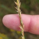Molinia caerulea (L.) MoenchMolinia caerulea (L.) Moench